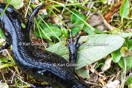Karl-Gillebert-triton-crete-Triturus-cristatus-6168-DeNoiseAI-clear