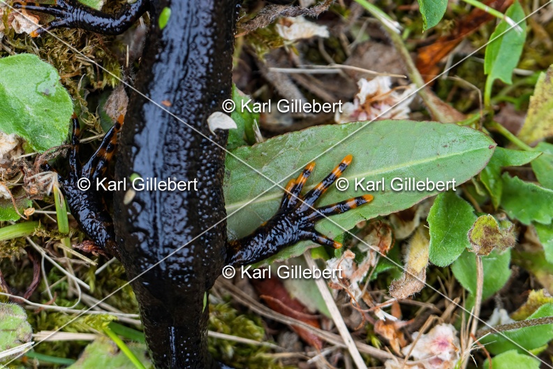 Karl-Gillebert-triton-crete-Triturus-cristatus-6178-DeNoiseAI-clear.jpg