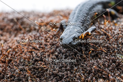 Karl-Gillebert-triton-crete-Triturus-cristatus-6199-DeNoiseAI-clear