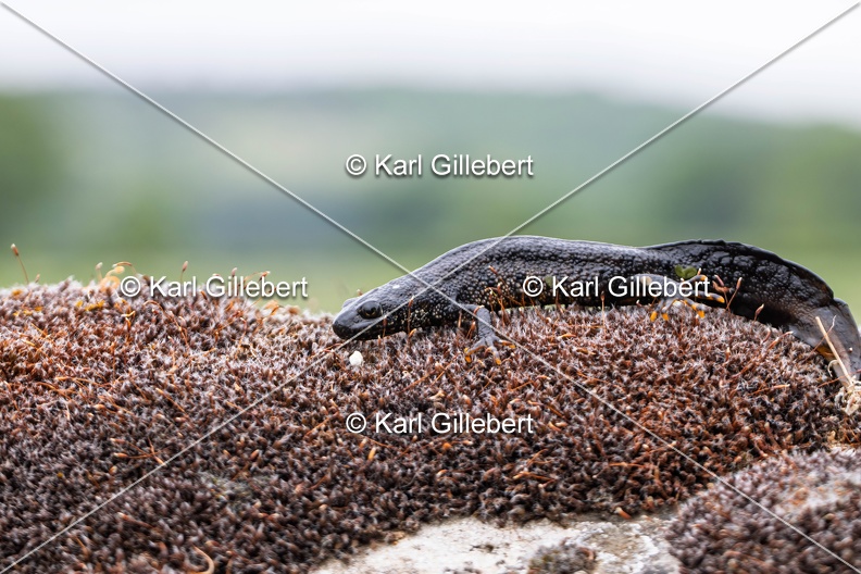 Karl-Gillebert-triton-crete-Triturus-cristatus-6206-DeNoiseAI-clear.jpg