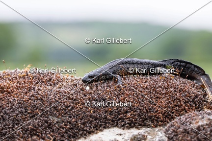 Karl-Gillebert-triton-crete-Triturus-cristatus-6206-DeNoiseAI-clear