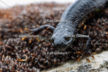 Karl-Gillebert-triton-crete-Triturus-cristatus-6219-DeNoiseAI-clear