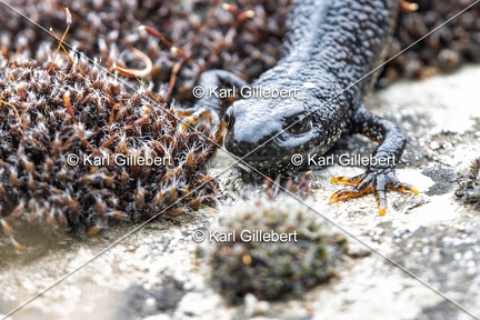 Karl-Gillebert-triton-crete-Triturus-cristatus-6227-DeNoiseAI-clear