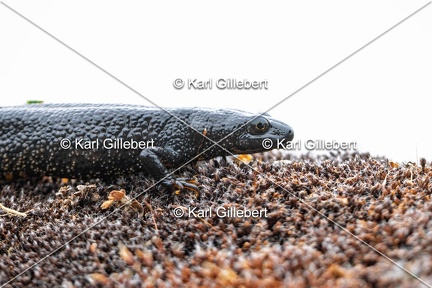 Karl-Gillebert-triton-crete-Triturus-cristatus-6233-DeNoiseAI-clear
