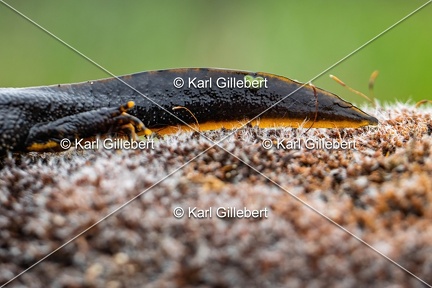 Karl-Gillebert-triton-crete-Triturus-cristatus-6247-DeNoiseAI-clear