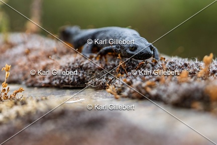 Karl-Gillebert-triton-crete-Triturus-cristatus-6267-DeNoiseAI-clear