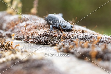 Karl-Gillebert-triton-crete-Triturus-cristatus-6272-DeNoiseAI-clear