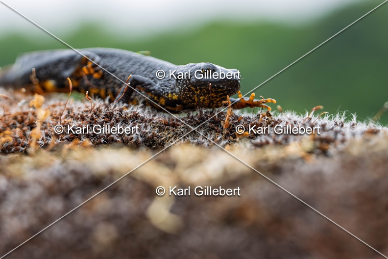 Karl-Gillebert-triton-crete-Triturus-cristatus-6277-DeNoiseAI-clear.jpg