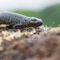 Karl-Gillebert-triton-crete-Triturus-cristatus-6288-DeNoiseAI-clear