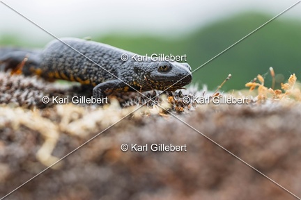 Karl-Gillebert-triton-crete-Triturus-cristatus-6288-DeNoiseAI-clear