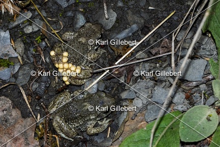 Karl-Gillebert-alyte-accoucheur-alytes-obstetricans-9335