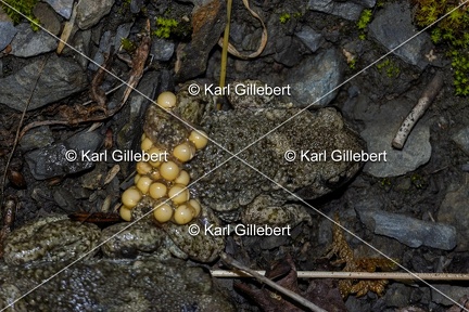 Karl-Gillebert-alyte-accoucheur-alytes-obstetricans-9347