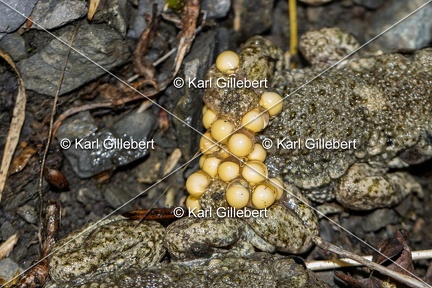 Karl-Gillebert-alyte-accoucheur-alytes-obstetricans-9348