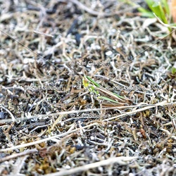 Sténobothre nain - Stenobothrus stigmaticus