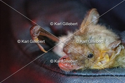 Karl-Gillebert-Murin-de-Bechstein-Myotis-Bechteinii-0945