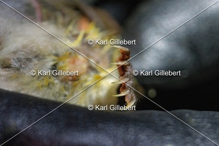 Karl-Gillebert-Murin-de-Bechstein-Myotis-Bechteinii-0952