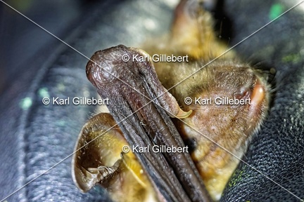 Karl-Gillebert-Murin-de-Bechstein-Myotis-Bechteinii-0959