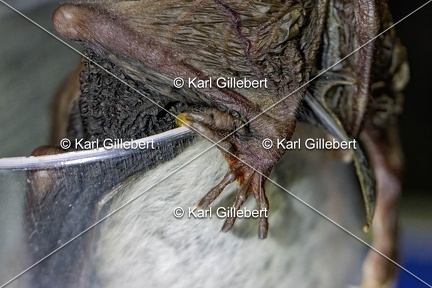 Karl-Gillebert-Murin-de-Bechstein-Myotis-Bechteinii-0978