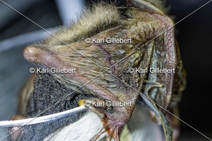 Karl-Gillebert-Murin-de-Bechstein-Myotis-Bechteinii-0982
