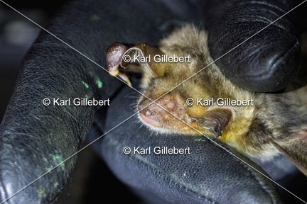 Karl-Gillebert-Murin-de-Bechstein-Myotis-Bechteinii-0989
