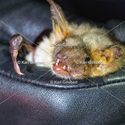 Chiroptères - Chauves-souris