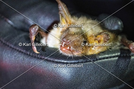 Karl-Gillebert-Murin-de-Bechstein-Myotis-Bechteinii-0941