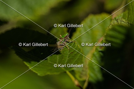 Karl-Gillebert-Decticelle-des-bruyeres-Metrioptera-brachyptera-5003