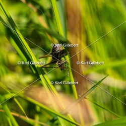 Decticelle des bruyères - Metrioptera brachyptera