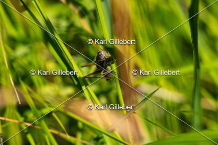 Karl-Gillebert-Decticelle-des-bruyeres-Metrioptera-brachyptera-4574