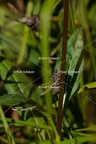 Karl-Gillebert-Decticelle-des-bruyeres-Metrioptera-brachyptera-4599