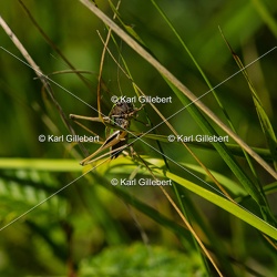 Decticelle des bruyères - Metrioptera brachyptera