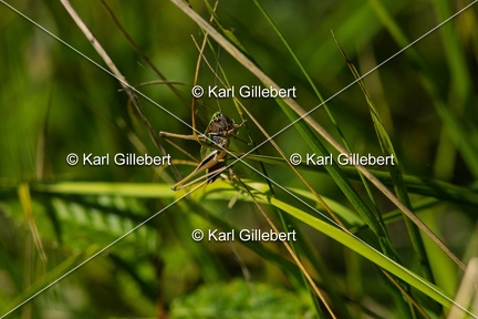 Karl-Gillebert-Decticelle-des-bruyeres-Metrioptera-brachyptera-4604