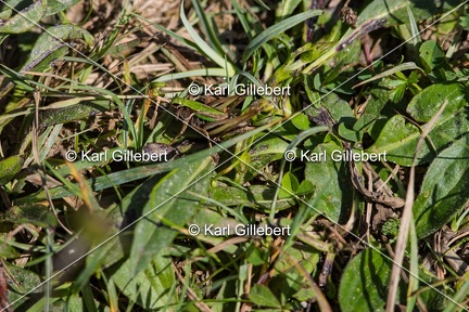 Karl-Gillebert-Decticelle-des-bruyeres-Metrioptera-brachyptera-4635