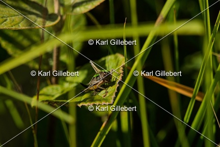 Karl-Gillebert-Decticelle-des-bruyeres-Metrioptera-brachyptera-4656