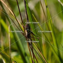 Decticelle des bruyères - Metrioptera brachyptera