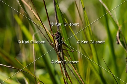 Karl-Gillebert-Decticelle-des-bruyeres-Metrioptera-brachyptera-4672