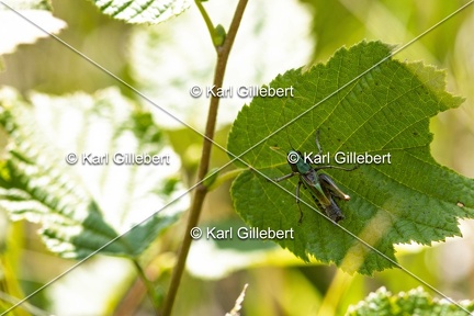 Karl-Gillebert-Decticelle-des-bruyeres-Metrioptera-brachyptera-5000