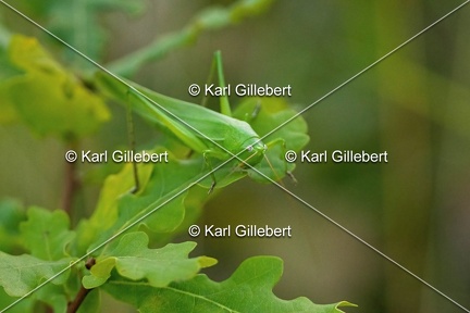 Karl-Gillebert-Ruspolie-a-tete-de-cone-Ruspolia-nitidula-5244-DeNoiseAI-clear