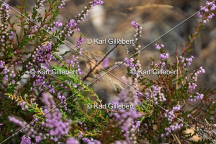 Karl-Gillebert-Ephippigere-des-vignes-Ephippiger-diurnus-7258-DeNoiseAI-clear