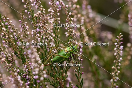 Karl-Gillebert-Ephippigere-des-vignes-Ephippiger-diurnus-7062-DeNoiseAI-clear