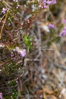 Karl-Gillebert-Ephippigere-des-vignes-Ephippiger-diurnus-7224-DeNoiseAI-clear