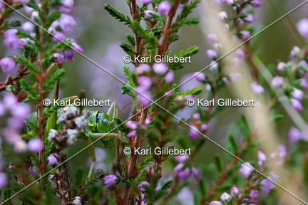 Karl-Gillebert-Ephippigere-des-vignes-Ephippiger-diurnus-7233-DeNoiseAI-clear