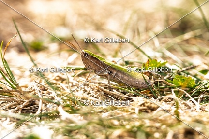 Karl-Gillebert-Criquet-verte-echine-Chorthippus-dorsatus-5046