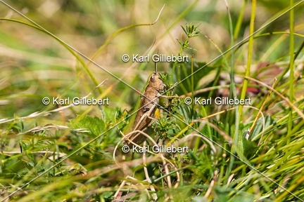 Karl-Gillebert-Criquet-verte-echine-Chorthippus-dorsatus-5051