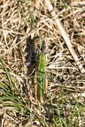 Karl-Gillebert-Criquet-verte-echine-Chorthippus-dorsatus-5093