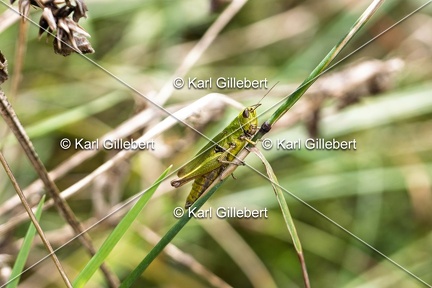 Karl-Gillebert-Criquet-verte-echine-Chorthippus-dorsatus-7674