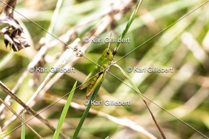 Karl-Gillebert-Criquet-verte-echine-Chorthippus-dorsatus-7677