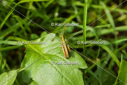 Karl-Gillebert-Criquet-verte-echine-Chorthippus-dorsatus-7700