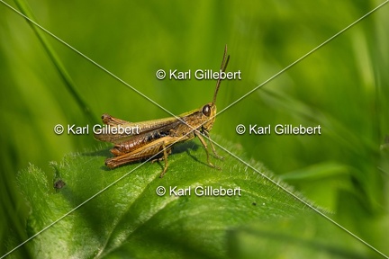 Karl-Gillebert-Criquet-verte-echine-Chorthippus-dorsatus-7721