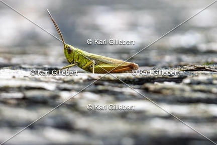 Karl-Gillebert-Criquet-verte-echine-Chorthippus-dorsatus-7739